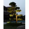 Стеклянный грунтовый светильник  W77169 Gr прозрачный Oasis Light